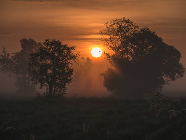 istock Sun is Shining Gold up in The Countryside 925323632