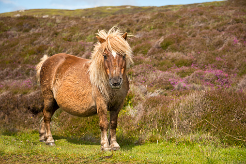 Shetland pony south Uist outer Hebrides Scotland