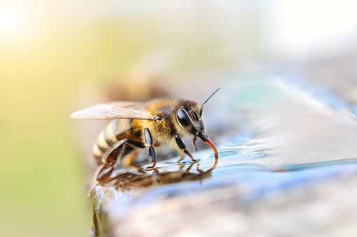 Macro photo bee drinking water. Animals and water