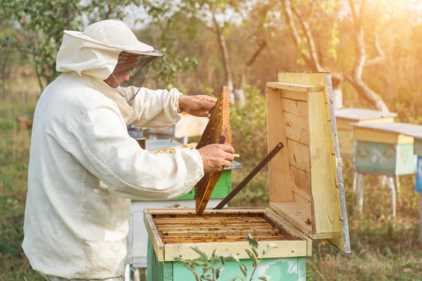 istock Beekeeper is working with bees and beehives on the apiary. Apiculture. 925324896