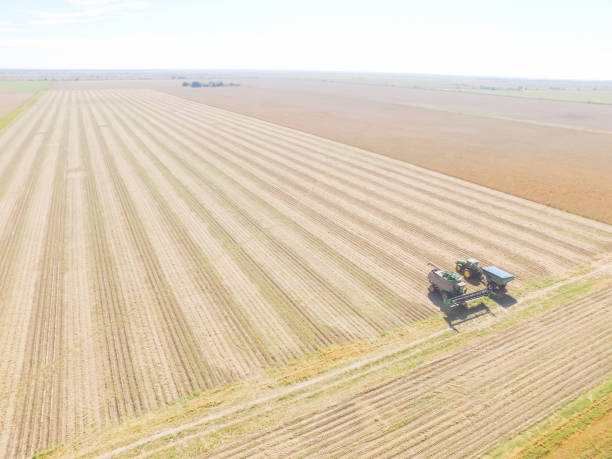 istock Aerial view field after crop with harvester machines 925327482