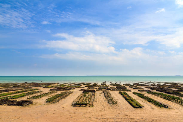 Oyster farming Cancale Beautiful view of the beds at a farm for harvesting oysters at low tide in Cancale, France, in summer cancale photos stock pictures, royalty-free photos & images