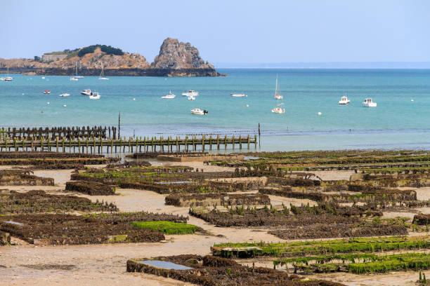 Oyster farming landscape Beautiful view of the beds at a farm for harvesting oysters at low tide in Cancale, France, in summer cancale photos stock pictures, royalty-free photos & images