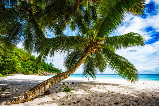 istock Palm tree,white sand,turquoise water at tropical beach,paradise at seychelles 4 925331844