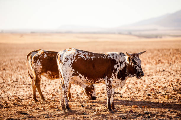 Two young beef bulls of Nguni breed on farm in South Africa Two young bulls of the Nguni breed, indigenous to Africa, stand in a field on a free range cattle farm in the Western Cape, South Africa. nguni cattle stock pictures, royalty-free photos & images