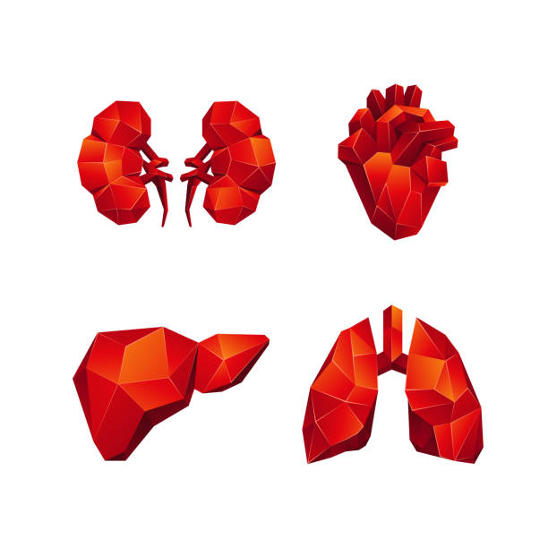 illustrations, cliparts, dessins animés et icônes de poly faible rouge humain organes internes sur un fond noir. organe anatomie abstraite, comme le coeur, poumons, foie et reins dans le style de polygone 3d. - human heart heart disease healthy lifestyle human internal organ