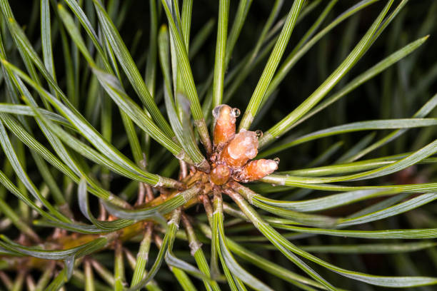 istock Pine needles and buds in the resin. 925336152