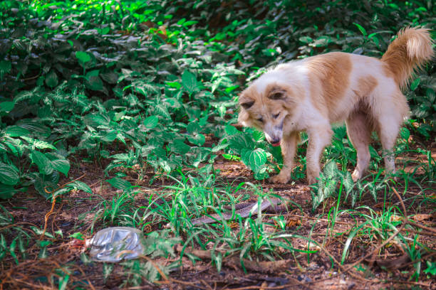 der bang kaeo hund blickt auf eine schlange in einer wildnis. - viper stock-fotos und bilder