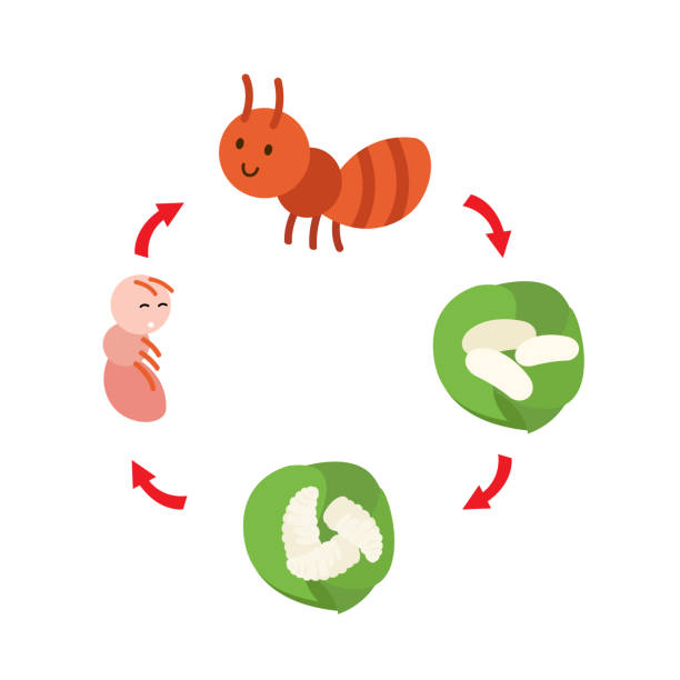 illustration life cycle ant illustration life cycle ant vector termite queen stock illustrations