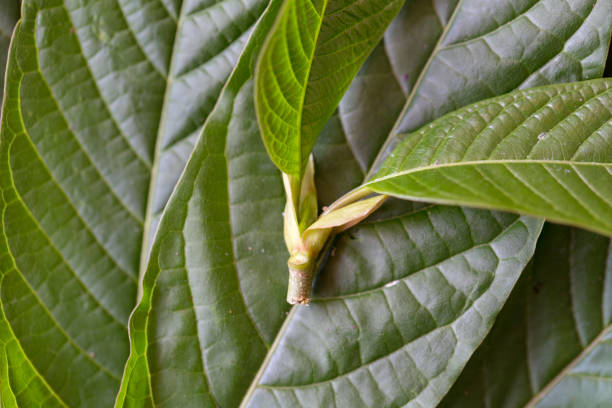 feuilles de mitragyna speciosa (kratom), médicaments et plantes médicinales en thaïlande. - depressant photos et images de collection