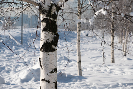 Birch trees snow forest at spring time