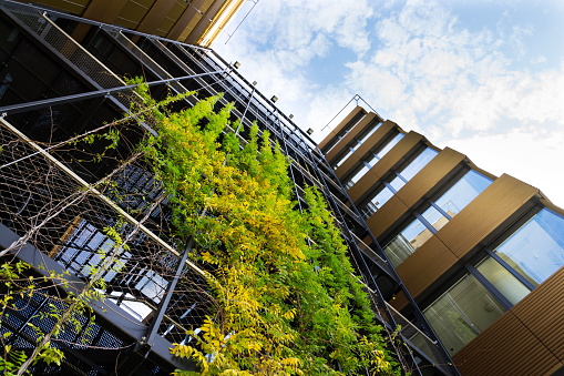 Sprawling plants on outdoor green living wall, vertical garden on modern office building façade on sunny day, low angle view, copy space