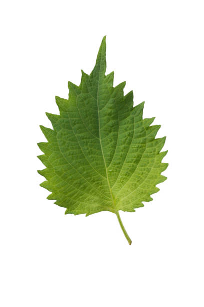 istock Fresh nettle leaves and on white background 925341506