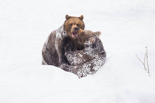 istock Young brown bear are playing in the snow 925344464