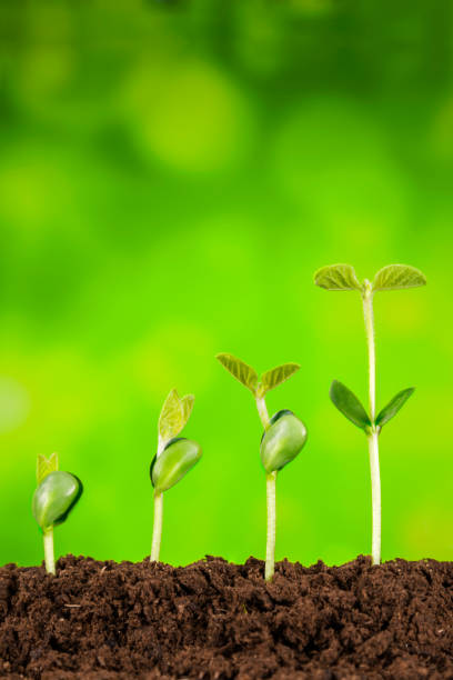 istock business growth:plant growing in soil on green background 925344964