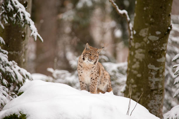 istock Lynx sitting on the snow 925345006