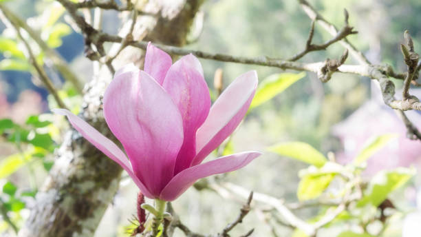 istock Pink Magnolia flower in a garden. 925345338