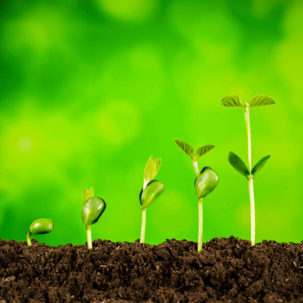 istock business growth:plant growing in soil on green background 925345340