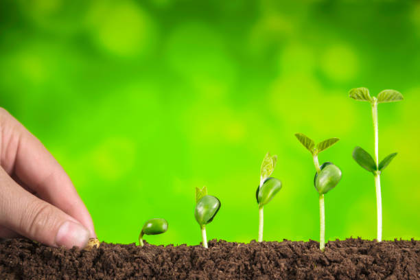 istock business growth:plant growing in soil on blue background 925345948