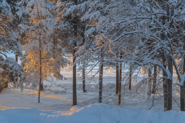 istock winter in Lapland, Sweden, Norrbotten 925349172