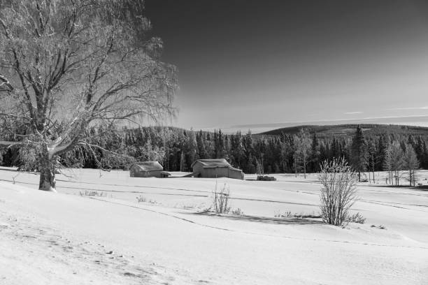 istock winter in Lapland, Sweden, Norrbotten 925350422