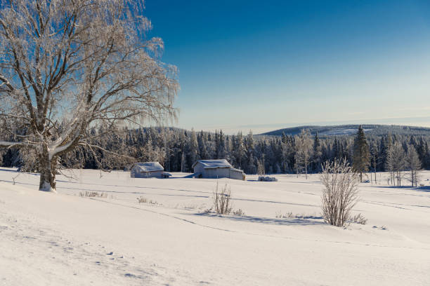 istock winter in Lapland, Sweden, Norrbotten 925352084