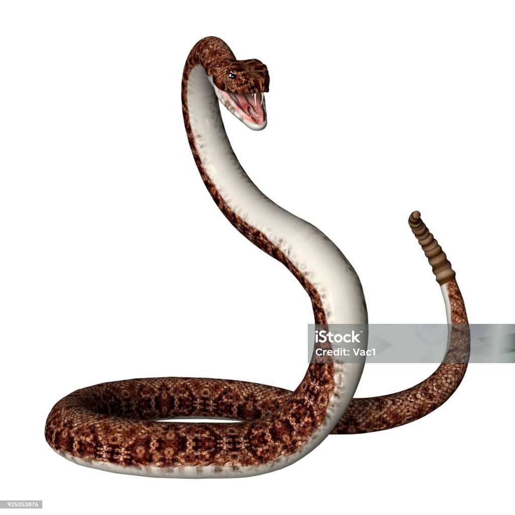 Rắn Đuôi Chuông Kết Xuất 3d Trên Màu Trắng Hình ảnh Sẵn có - Tải ...