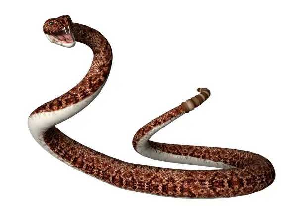 3D rendering of a rattlesnake isolated on white background