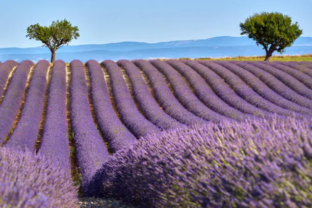 Lavender fields of Valensole with olive trees in Summer. Alpes de Haute Provence, PACA Region, France