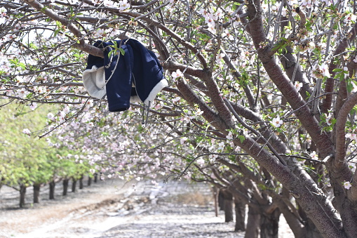 Spring Loaded Clothes Tree Clothes Hanging From A Tree Stock Photo - Download Image Now ...