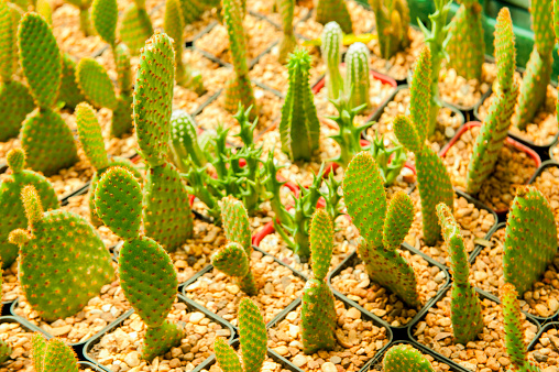 Background and texture of mini cactus in plastic pot.