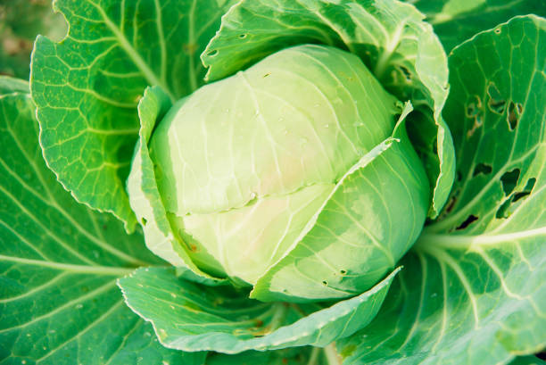 istock Soft focus of Big cabbage in the garden 925368368