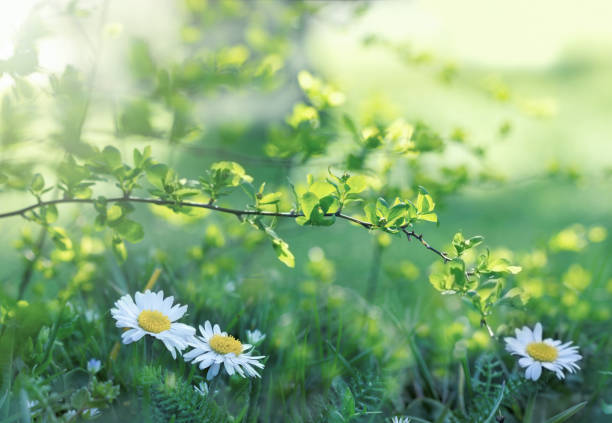 fleur de marguerite dans pré - belle floraison au printemps - nature de l’éveil - spring close up daisy yellow photos et images de collection