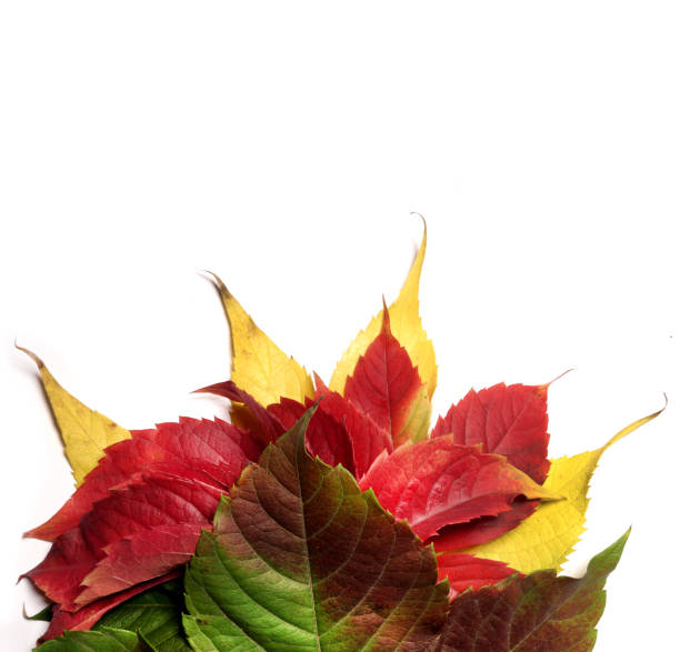 Bright autumn leaves. stock photo