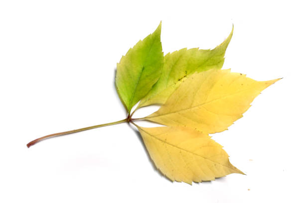 Yellow and green autumn leaf stock photo