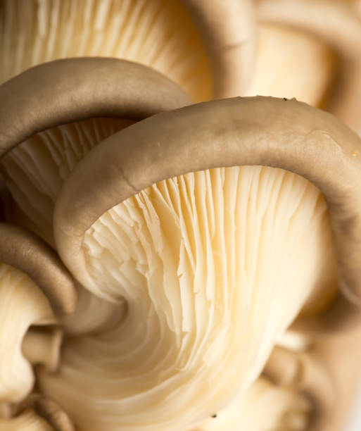 istock Fresh oyster mushrooms in nature 925370090