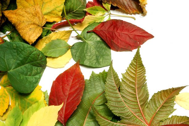 Bright autumn leaves. stock photo