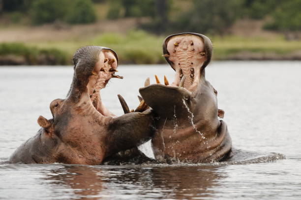 animals hippopotamus fight nature wildlife river water safari africa reflection - safari animals africa animals in the wild hippopotamus imagens e fotografias de stock