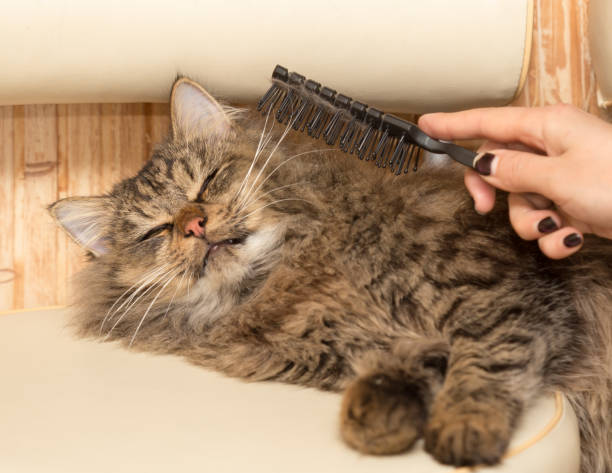 istock Maine Coon cat combing hair 925370960
