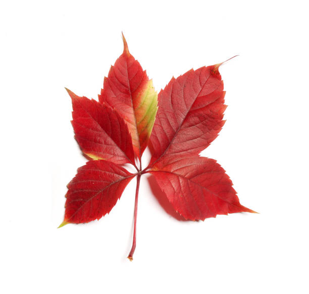 Red autumn leaf stock photo