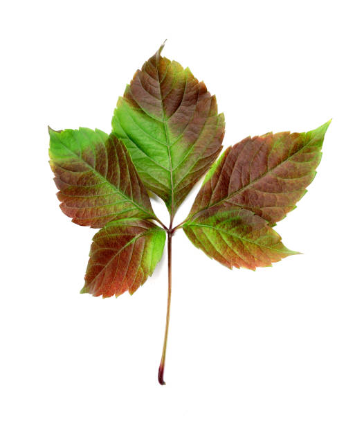 Autumn leaf stock photo