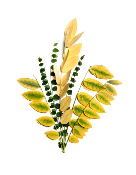 istock Yellow and green autumn leaves. 925371474