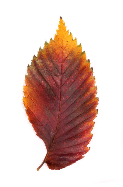 Folhas vermelhas de outono - foto de acervo