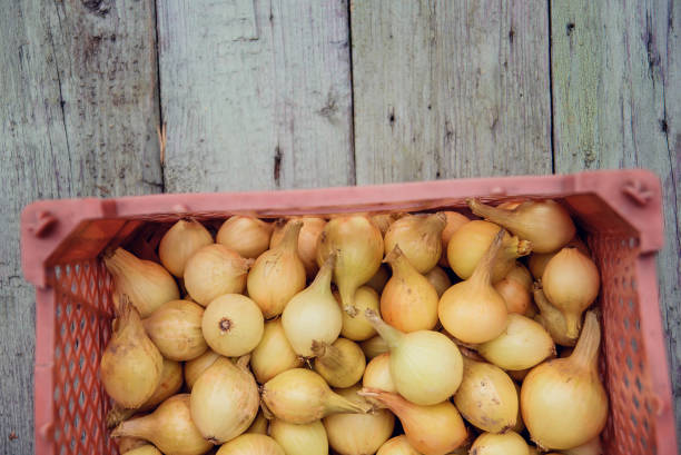 istock Onion harvest in Valencia Spain huerta field 925371612