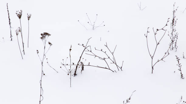 istock Dry grass in snow on nature in winter 925371726
