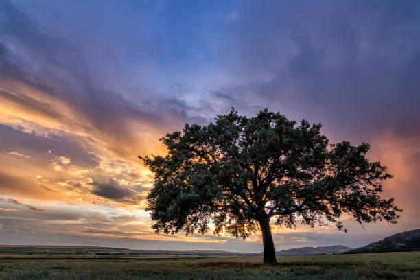 istock Beautiful landscape with a lonely oak tree in a field, the setting sun shining through branches and storm clouds 925376194