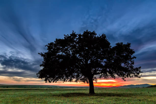 istock Beautiful landscape with a lonely oak tree in a field, the setting sun shining through branches and storm clouds 925376278
