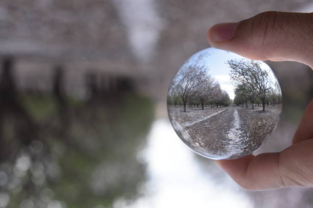 istock Crystal ball and almond trees 925377306