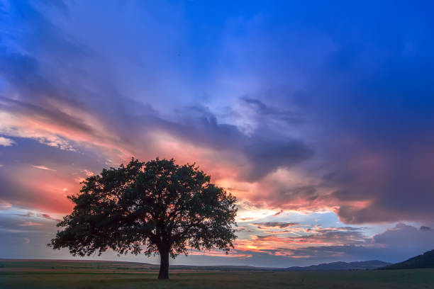 istock Beautiful landscape with a lonely oak tree in a field, the setting sun shining through branches and storm clouds 925377624