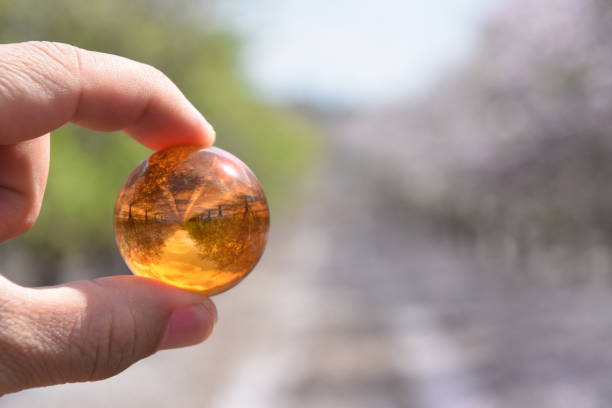 istock The almond blossom and Crystal ball 925377876